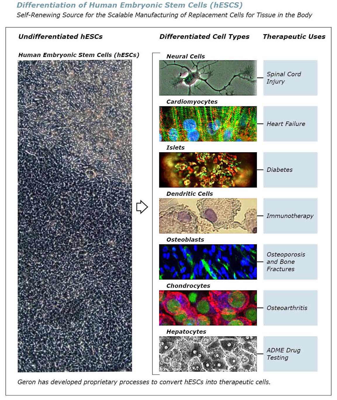 Differentiation of Human Embryonic Stem Cells