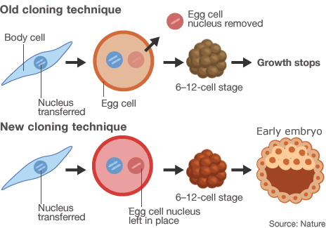 Stem cell techniques